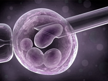 transferencia embriones 